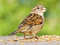 a small bird standing on top of a pile of food next to a green field