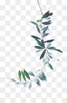 an olive branch with green leaves on it