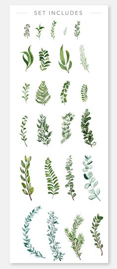 a poster with different types of leaves on it