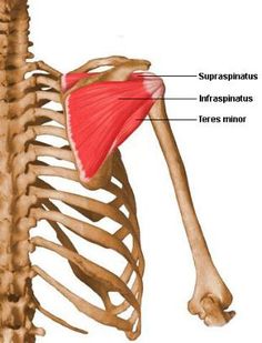 the muscles are labeled in red on this skeleton's upper half and lower half