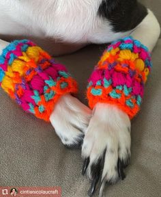 the dog is wearing colorful knitted gloves