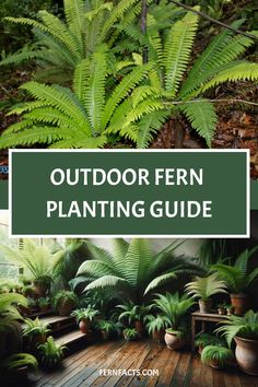 Vibrant green ferns of different species flourishing in an outdoor garden setting with text "Outdoor Fern Planting Guide" at the top. Fern Planters Ideas, Fern Planters, Fern Care, Christmas Fern, Repotting Plants, Fern Garden, Ferns Care, Planters Ideas, Fern Tattoo