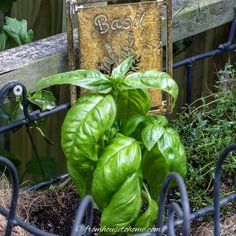 basil plant growing out of the ground next to a sign that says basil on it