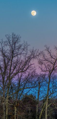 the full moon is seen over trees in front of a purple and blue sky with no clouds