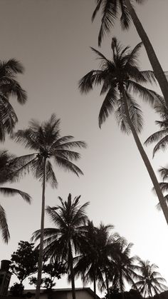 black and white photograph of tall palm trees