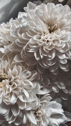 three large white flowers are in a vase