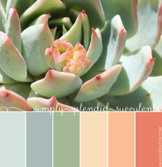 an image of a succulent plant with color swatches