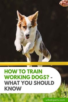 a dog jumping over a hurdle with the words, how to train working dogs? what you should know