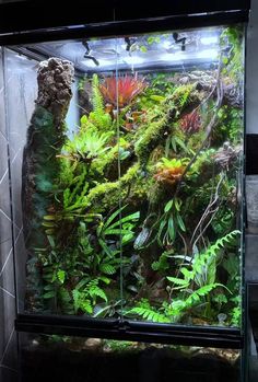 an aquarium filled with lots of green plants