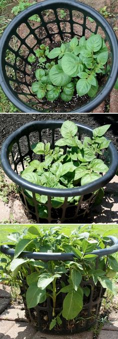 three different pictures of plants growing in a basket