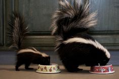 two skunks eating food out of their bowls on the floor next to each other