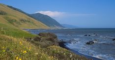 some yellow flowers are growing on the side of a hill by the water and mountains