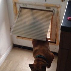 a brown dog standing on its hind legs in front of a door with a window open