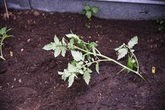 some green plants are growing in the dirt