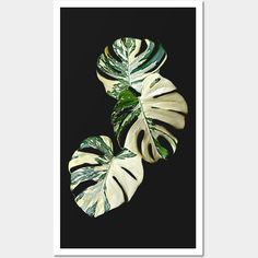 two green and white leaves on a black background framed art print by artist mark smith