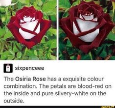 an image of a red rose with white petals and the caption's description