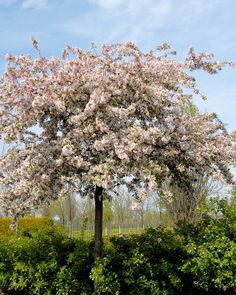 a large tree with lots of pink flowers