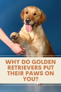 a golden retriever sitting on top of a blue floor next to a person's hand