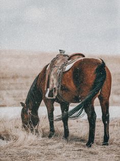 a brown horse standing on top of a dry grass field