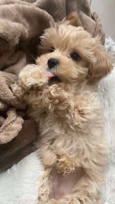 a small brown dog laying on top of a blanket