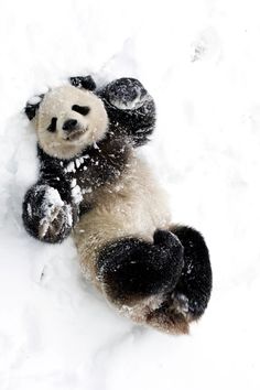 a panda bear laying in the snow with it's paw up to its face