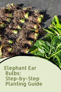 Elephant Ear Bulbs: Step-by-Step Planting Guide Elephant Ear Bulbs, Lawn Sweeper, Reel Mower, Snake Plant Care, Growing Grass, Planting Guide, Lawn Fertilizer, Aerate Lawn