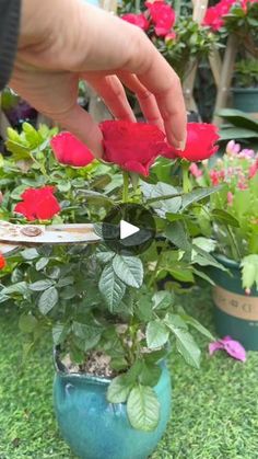 111K views · 1.4K reactions | this is so unique #garden #gardening #plants #planting #planthacks #gardenhacks | Seeds Connectorg | Seeds Connectorg · Original audio Diy Garden Projects, Garden Projects, Garden Inspiration, Diy Garden, Planting, Seeds