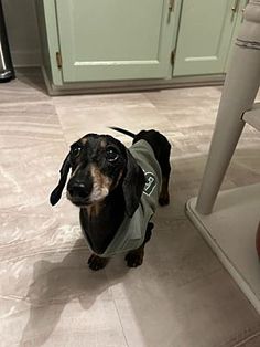 a small black and brown dog wearing a vest on the floor next to a kitchen counter