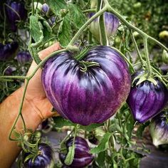 a hand is holding up some purple tomatoes