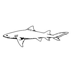 a black and white drawing of a shark