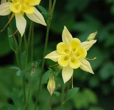 two yellow flowers with green leaves in the back ground and one flower is blooming