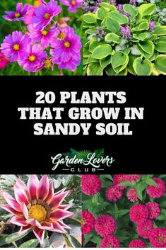 flowers with the title 20 plants that grow in sandy soil