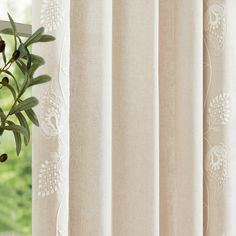 an olive tree in front of a window with white curtains and green leaves on it