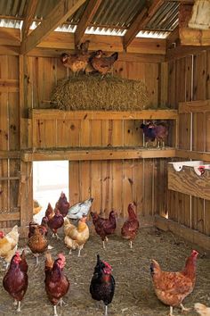 several chickens in a barn with hay on the floor