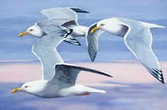 two seagulls are flying in the sky