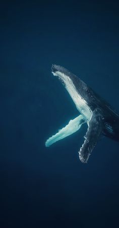 a humpback whale swimming in the ocean