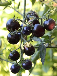 some black cherry tomatoes hanging from a tree