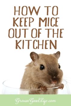 a hamster in a glass bowl with the words how to keep mice out of the kitchen