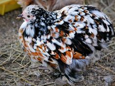 a close up of a chicken on the ground