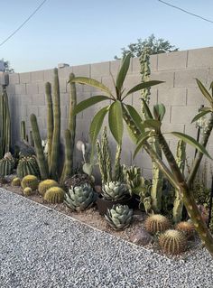 many different types of cacti and succulents in a graveled area