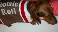 a brown dog wearing a shirt that says bootsie roll on it's chest