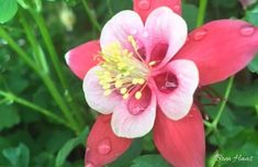 a red and white flower with water droplets on it