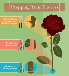 how to prep flowers for cutting and trimming with scissors, pliers or shears