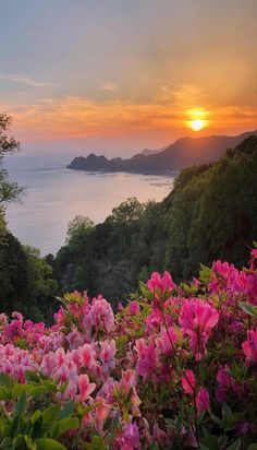 the sun is setting over some pink flowers