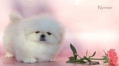 a small white dog standing next to a pink rose