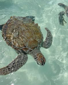 a sea turtle swimming in the ocean with another one behind it looking at the camera