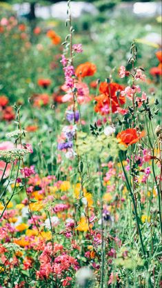 a field full of different colored flowers