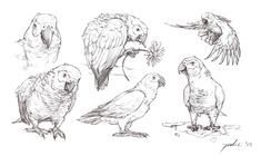 several different kinds of parrots are shown in this sketching technique, including the wings and beaks