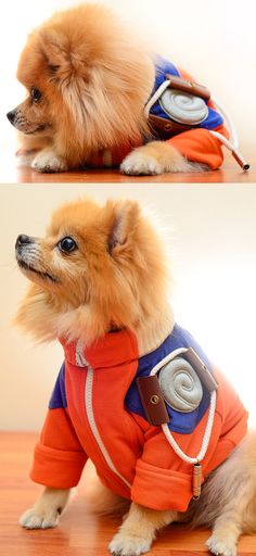 a small dog wearing an orange and blue jacket sitting on top of a wooden floor