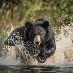 a black bear is running through the water